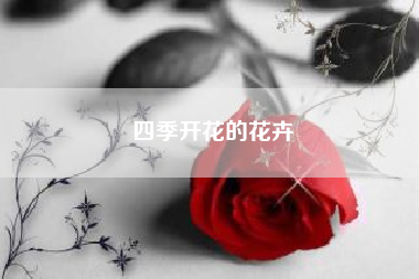 四季开花的花卉？一个词概括春夏秋冬？